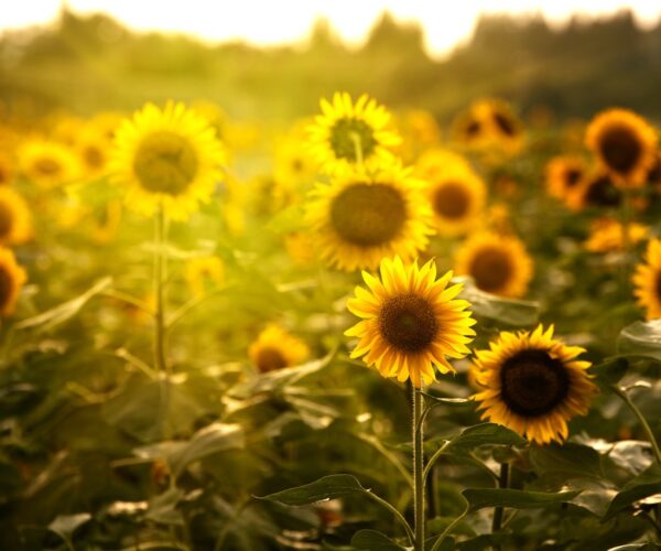 Sonnenblumen